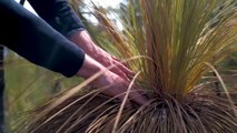 Halting spread of introduced plant disease Phytophthora dieback vital to saving iconic threatened species