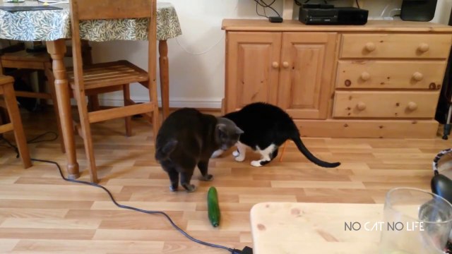 Funniest Cats and Cucumbers - Awesome Funny Pet Videos