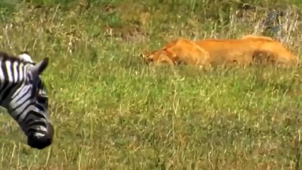 Buffalo Fight Back Lions To Save Friend Zebra Kicks Lion's Belly To Escape