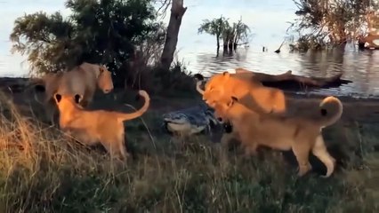 Crocodile Vs Lion For Prey -- Wild Animals Jaguar Vs Antelope; Wild Dog Vs Wild Buffalo ...