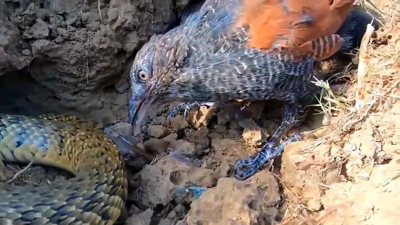 Eagle Hunt Leopard Cubs When Mother Leopard Climbs Tree To Catch Baby Monkeys
