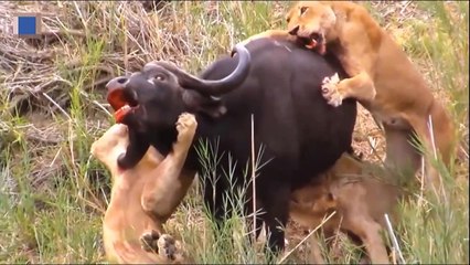 Epic Battle Buffalo Vs Lions ►Death Battle Never Seen !