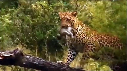 NEWBORN IMPALA LUCKY ESCAPE FROM FIVE CHEETAH CHASING►Mother Impala Born; Monkey vs leopard