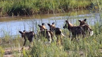 الظباء مقابل النمر ► معركة البرية ► هجوم الكلب البري على الحيوانات البرية