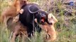 Wild Buffalo Defeat Fierce Lions ►Buffalo Vs Lion Wild survival battle who is the strongest