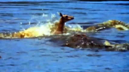 التماسيح ساق الظباء ، الحمير الوحشية تشرب الماء ، تم عض الأسد الأخرق بواسطة فرس النهر