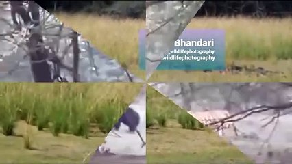 مبارزة 3 نمور مقابل البرية الخنازير مقابل التماسيح► رهيبة ... النمور يمكن مهاجمة البشر