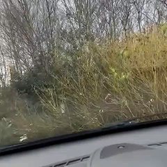 Codi Goes To Driving School