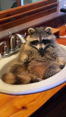 Rocky the Raccoon Relaxes and Plays in Bathroom Sink