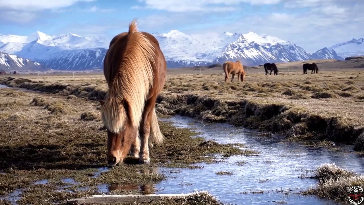 Spiritual Cleaning Music|Icelandic Horses| Soothing Music
