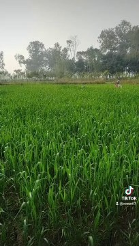 music with real Natural environment . How music is important for us.. what is the Benefits of listening music. How we get relaxed after listening music. How music is our part of lovable life. How music is connected with our hearts &soul therefore It is a