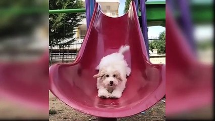Baby Dogs - Cute and Funny Dog Videos Compilation #62 - Aww Animals