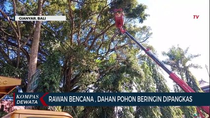 Rawan Bencana , Dahan Pohon Beringin Dipangkas