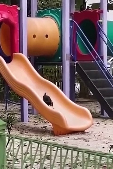 Funny Cats and Dogs  _ Funny Animal Videos #11