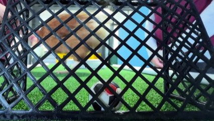 Chooks recruited to help train therapy pups