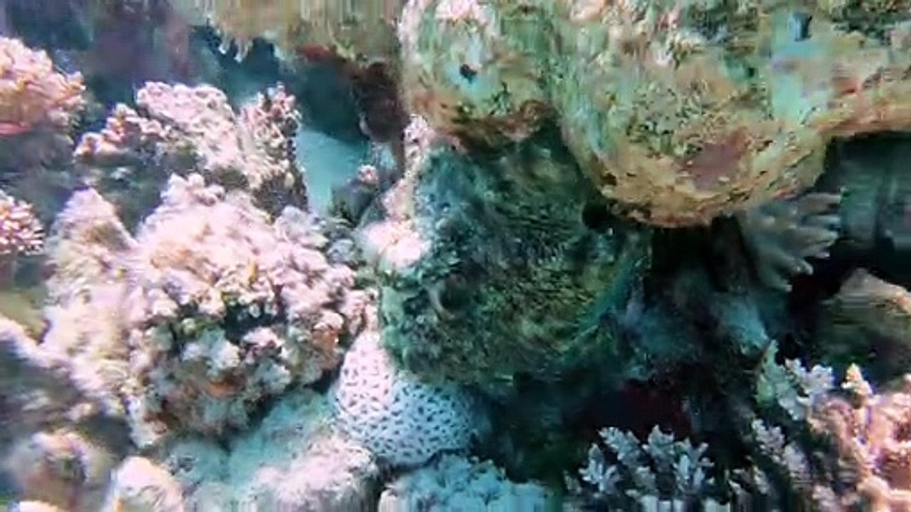 Freediving with an Octopus