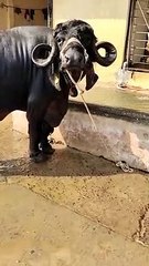 Video Story: This is not a buffalo but a moving milk dairy