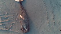 Encuentran en la playa de Atlantic City una enorme ballena jorobada varada