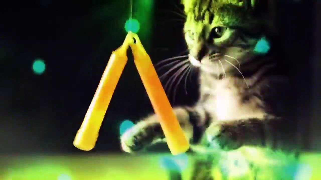 CATS RAVE - video Dailymotion