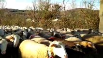 450 brebis en transhumance d'hiver sur les hauteurs de Vesseaux en Ardèche