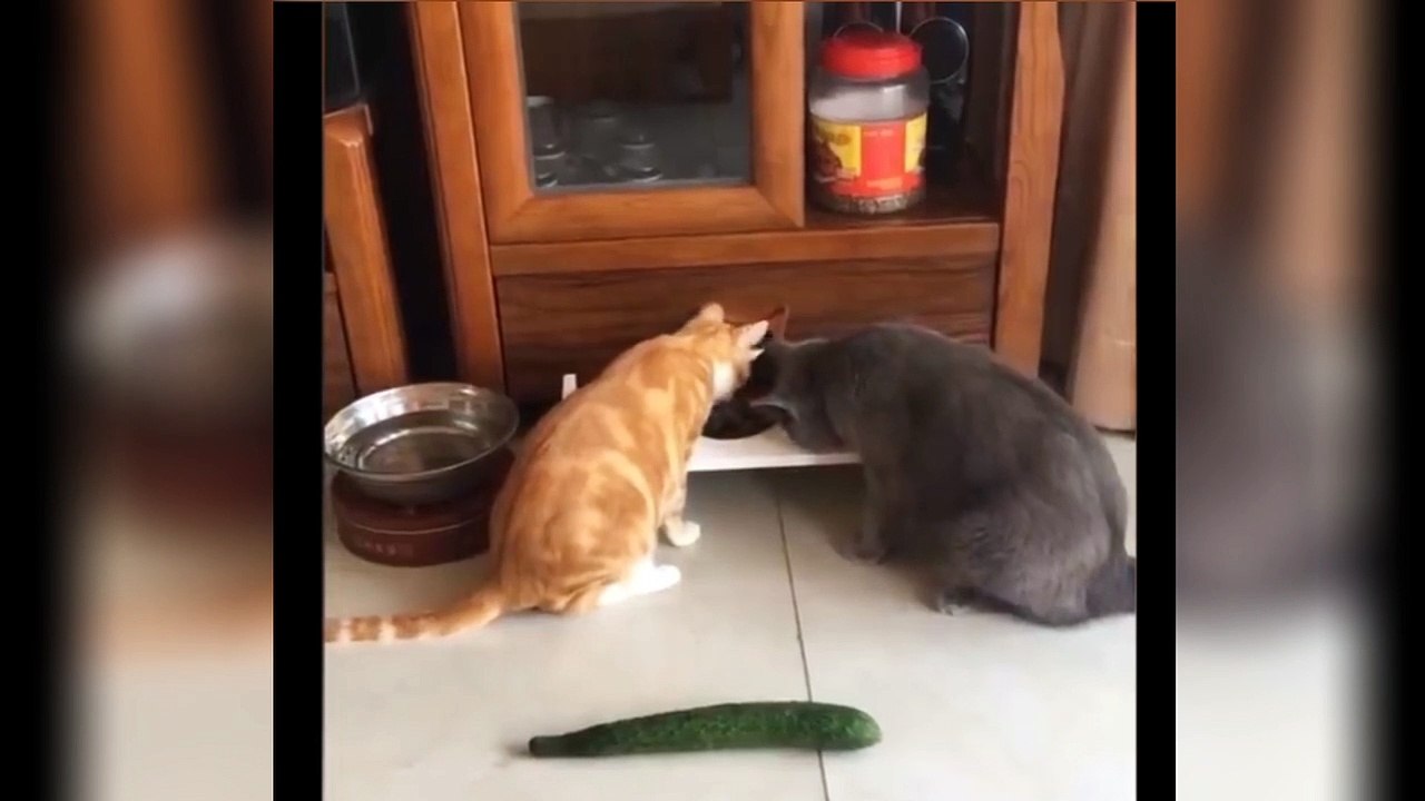 Funniest Animals Best 2023 Part 2