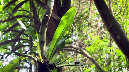 Indonesia plans new capital in Borneo rainforests