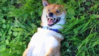 Funniest Animals Videos 2023 | Try Not To Laugh Dogs #2 | HaHa Animals