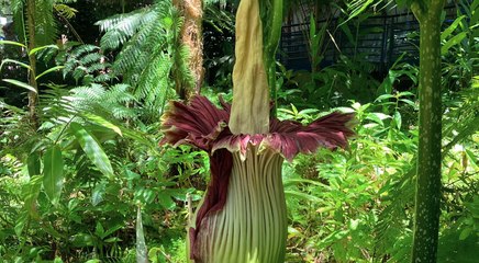 Seltene Titanwurz-Blume zieht Tausende Besucher in australischen Botanischen Garten 🌸