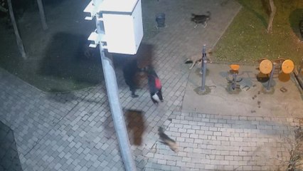 Ümraniye'de beslediği köpeklerini kurtarmak için kurşunlara siper oldu