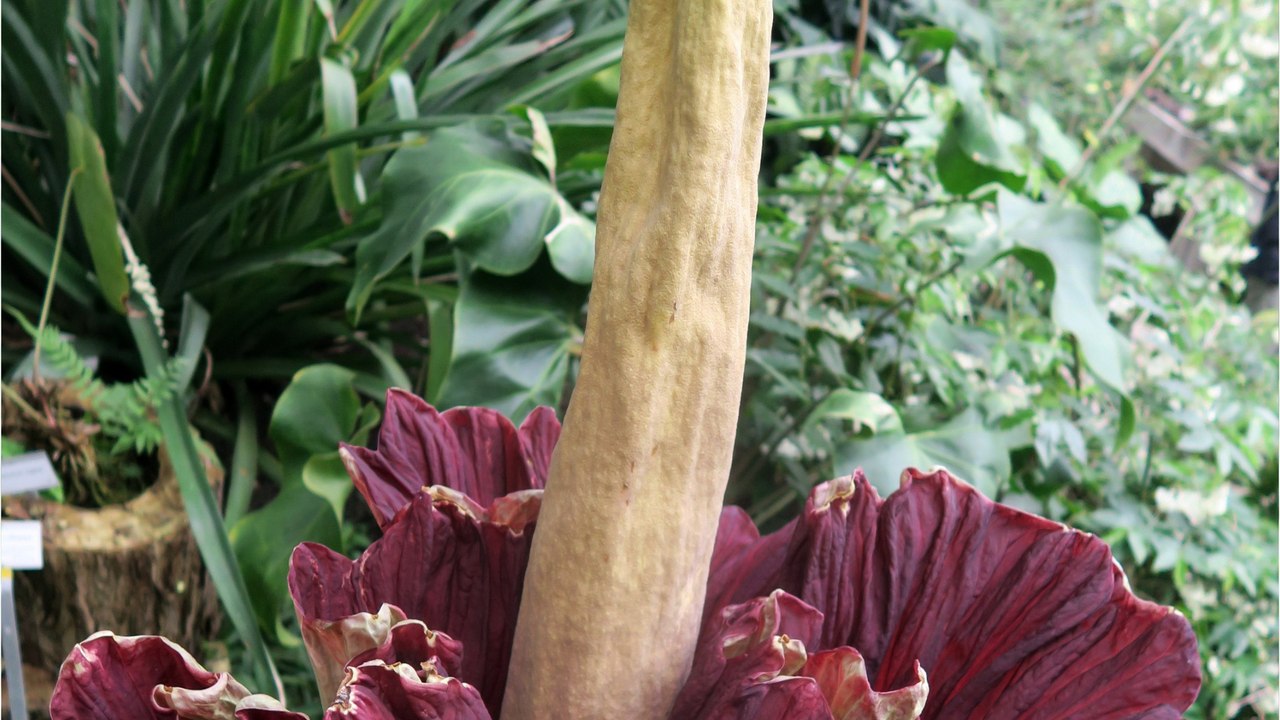 Attraktion in Australien: Stinkende Riesenblume sorgt für Aufregung