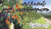 Orange Fruit Farming Village Rural Life of Punjab Pakistan Sargodha kinow growers worried production