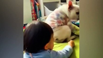 23.Funniest Animals 2022  Funniest Cats and Dogs