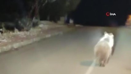 Yola inen boz ayı böyle görüntülendi
