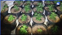 North west news update 10 Jan 2023: Police find cannabis factory containing 450 plants