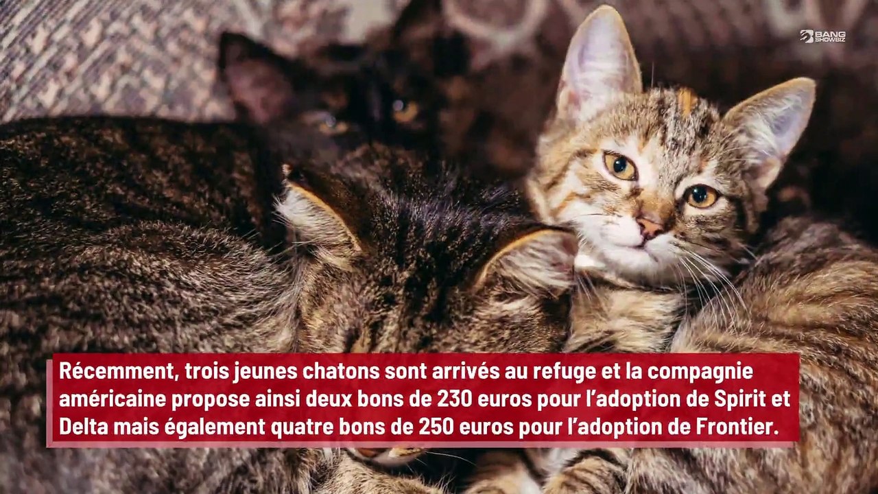 Une compagnie aérienne offre des vols gratuits pour l’adoption de chats !