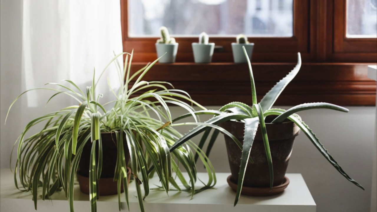 So bleiben Zimmerpflanzen länger grün