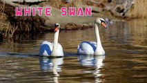 WHITE SWAN