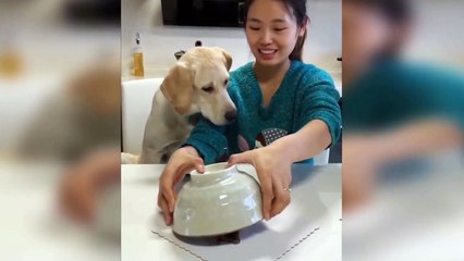 Dog Reaction to Cutting Cake - Funny Dog Cake Reaction Compilation