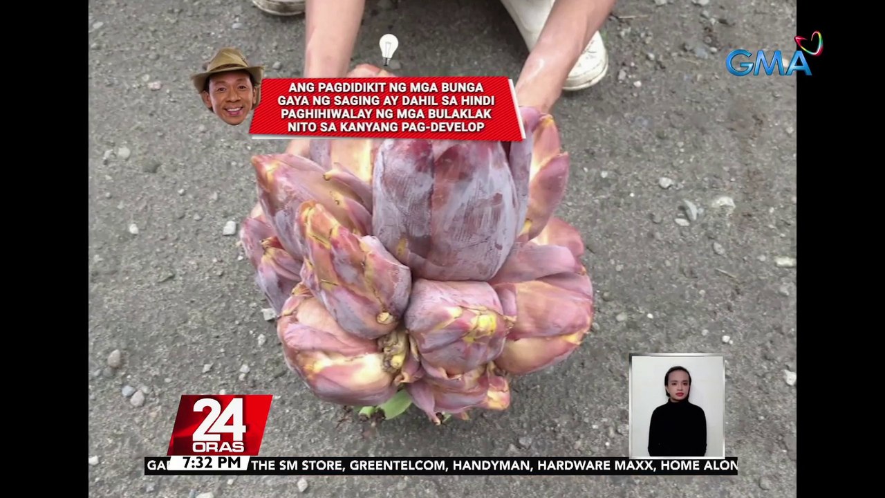 #KuyaKimAnoNa?: Dambuhalang kambal na saging sa Ilocos Sur at magkakadikit na 11 puso ng saging sa South Cotabato, agaw-pansin | 24 Oras