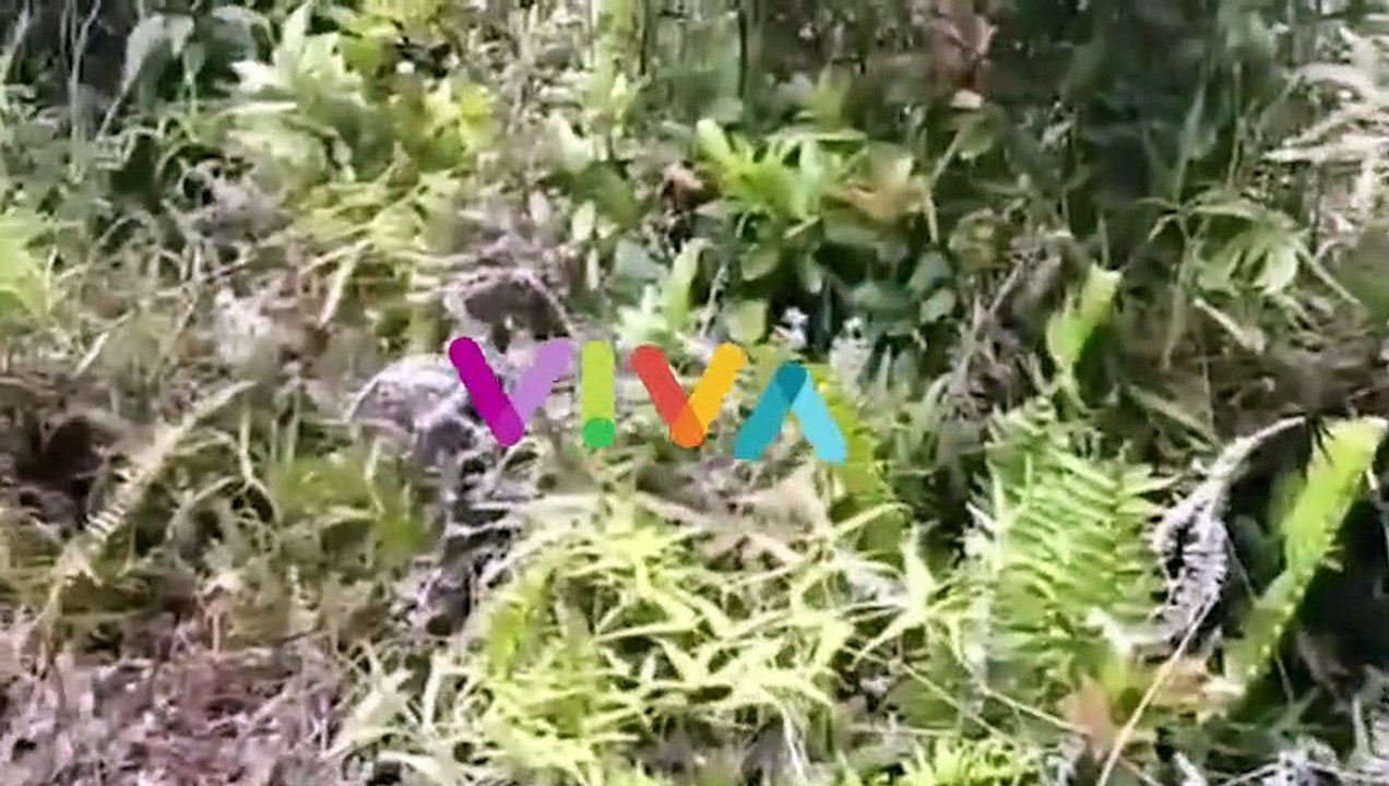 MENCEKAM! Baku Tembak OPM Vs TNI di Kiwirok