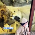 小盆友差點被獅子咬到，幸虧有玻璃。The little boy was almost eaten by lion, thanks to the glass.