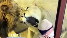 小盆友差點被獅子咬到，幸虧有玻璃。The little boy was almost eaten by lion, thanks to the glass.