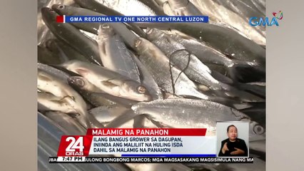 Ilang bangus grower sa Dagupan, iniinda ang maliliit na huling isda dahil sa malamig na panahon | 24 Oras