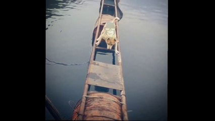 Funny Dogs You ever watched! - Try Not To Laugh