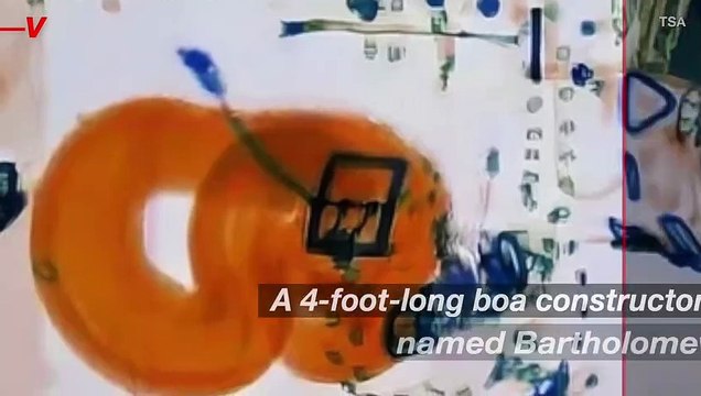 Florida Woman Tries to Take 4-Foot-Long Boa Constrictor in Carry On, TSA Catches It in X-Ray Machine