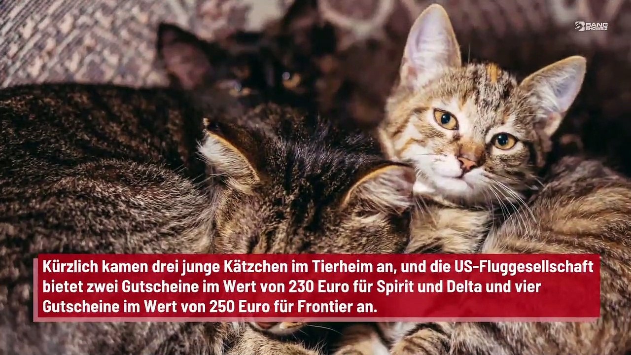 Fluggesellschaft bietet Freiflüge für Katzenadoption an