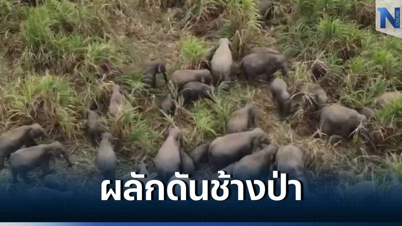 ผู้ว่าฯ ปราจีน ลงพื้นที่ผลักดันช้างป่า มากกว่า...