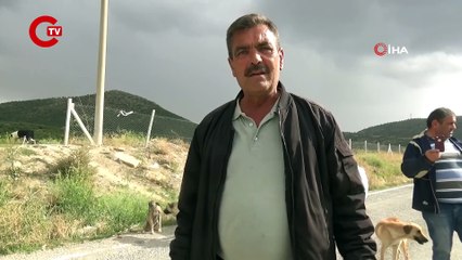 Emekli olunca kendisini sokak köpeklerine adadı