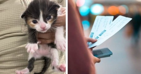Cette compagnie aérienne offre des billets d'avion contre l'adoption d'un chaton