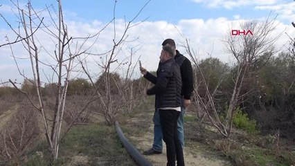 MERSİN'DE AĞAÇLAR ÇİÇEK AÇTI, MEYVE VERDİ